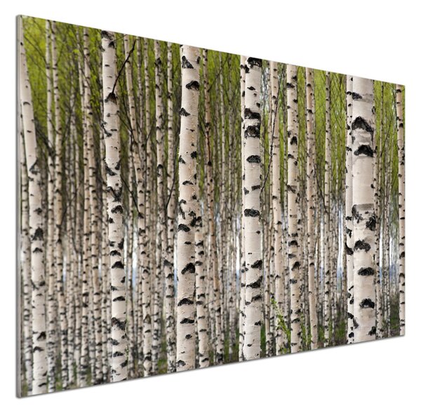 Dekorační panel sklo Břízový les pksh-31867188