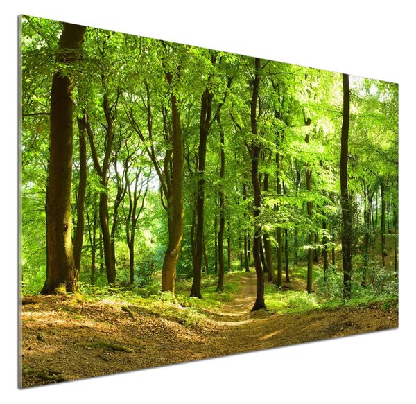 Panel do kuchyně Lesní stezka pksh-35316050