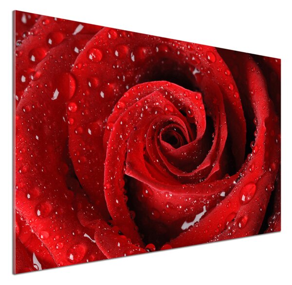 Panel do kuchyně Kapky na růži pksh-37464697