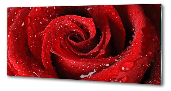 Panel do kuchyně Kapky na růži pksh-37464697