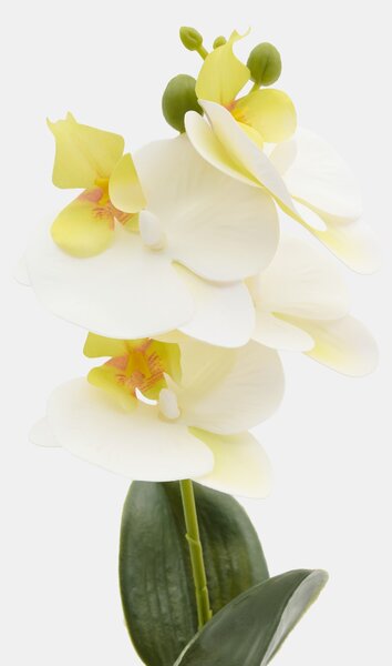 Sinsay - Dekorativní rostlina v květináči – orchidej - bílá