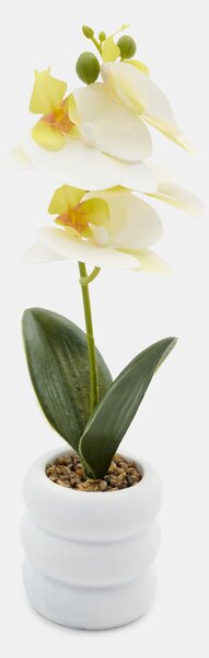 Sinsay - Dekorativní rostlina v květináči – orchidej - bílá