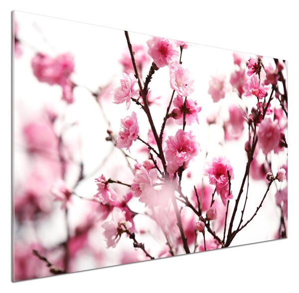 Dekorační panel sklo Květ švestky pksh-39695917