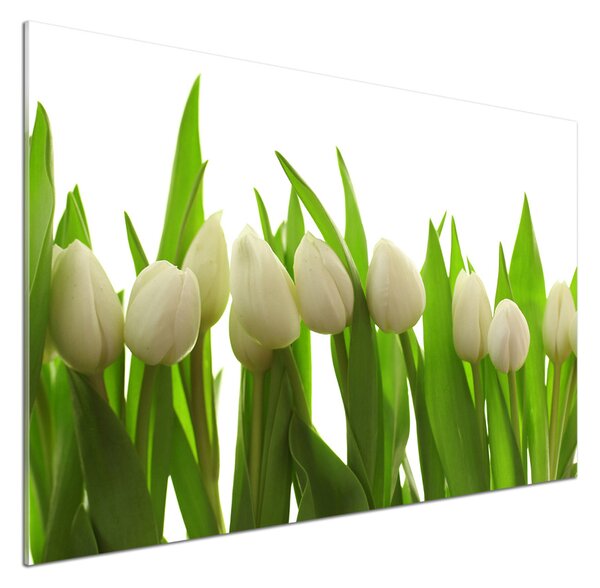 Panel do kuchyně Bílé tulipány pksh-40774671