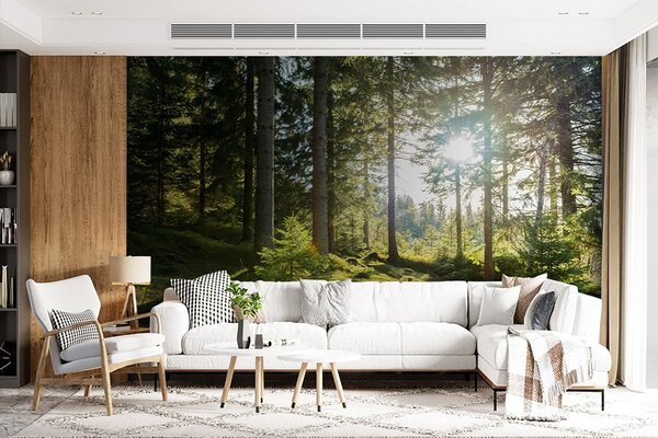 Fototapeta Slunce svítí skrz stromy, Lesní fototapety, Populární fototapety, u80015 - Tapeko.co.cz