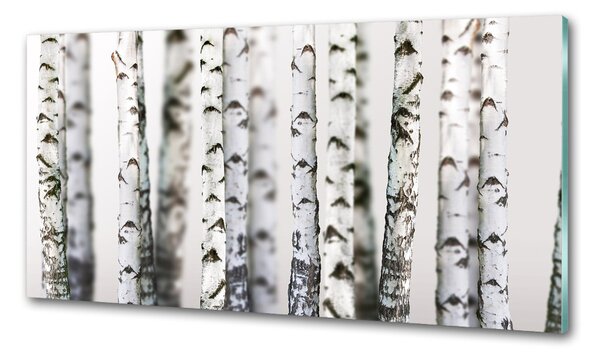 Dekorační panel sklo Kmeny bříz pksh-43264231