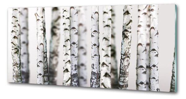Dekorační panel sklo Kmeny bříz pksh-43264231
