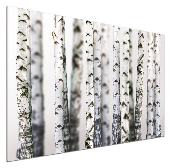 Dekorační panel sklo Kmeny bříz pksh-43264231