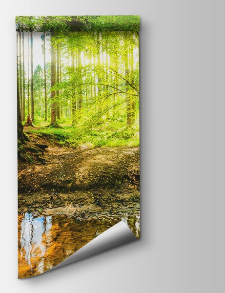 Fototapeta Potok v lese, Lesní fototapety, Populární fototapety, u93621 - Tapeko.co.cz