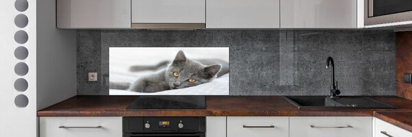 Skleněný panel do kuchynské linky Šedá kočka pksh-43951156