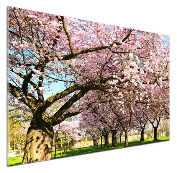 Dekorační panel sklo Višně pksh-48048781