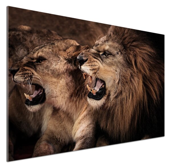 Dekorační panel sklo Řvoucí lvi pksh-49442251