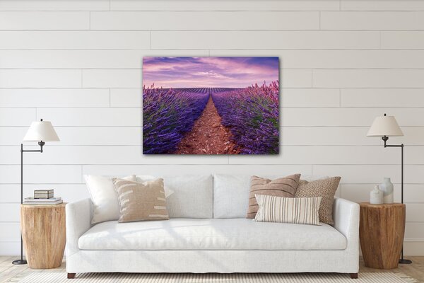 Impresi Obraz Levandulové pole - 70 x 50 cm