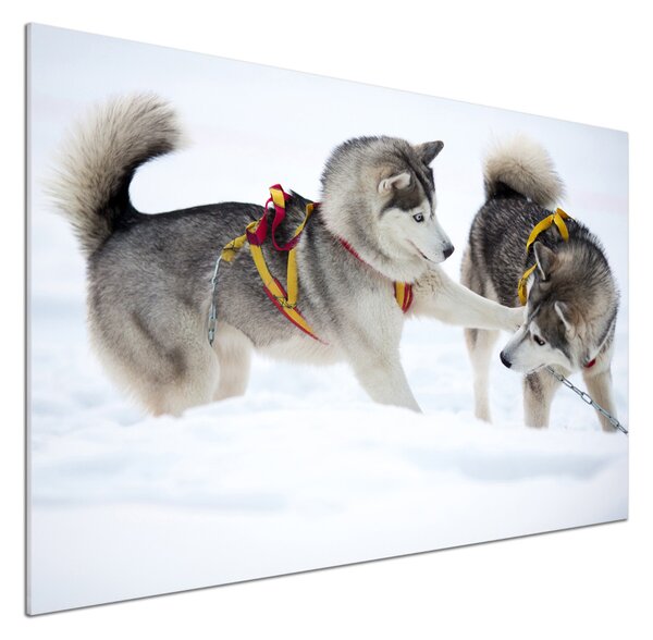 Dekorační panel sklo Hasky zima pksh-56011790