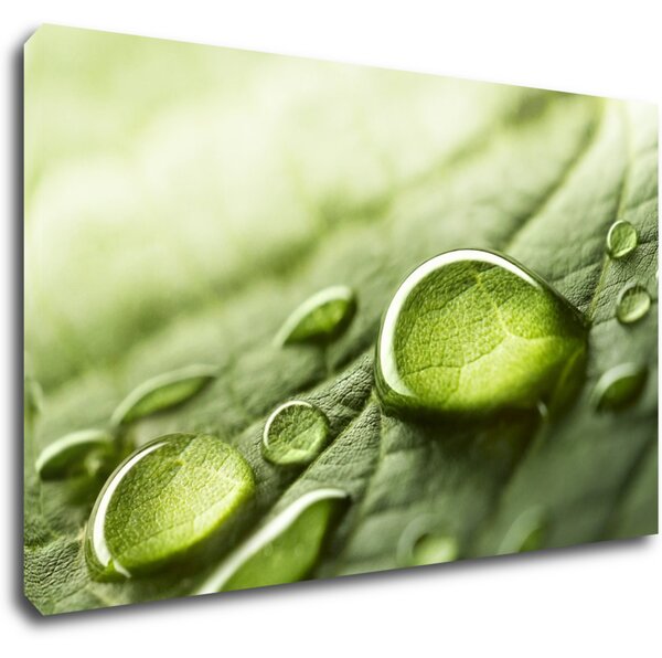 Impresi Obraz Kapky vody na listu - 50 x 30 cm