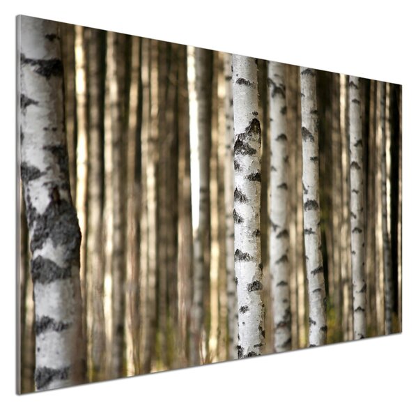 Skleněný panel do kuchyně Břízy pksh-56871841