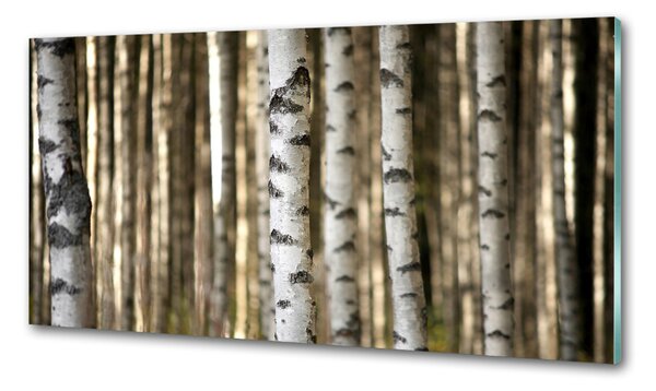 Skleněný panel do kuchyně Břízy pksh-56871841