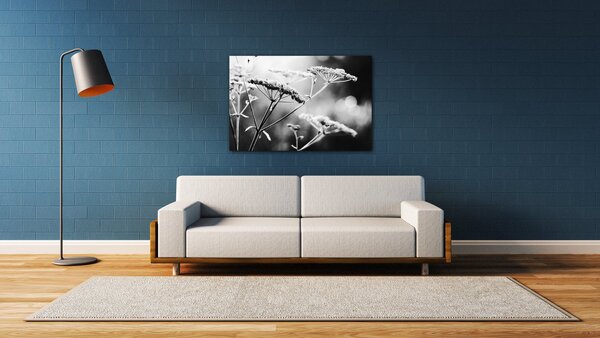 Impresi Obraz Černobílá luční květina - 60 x 40 cm