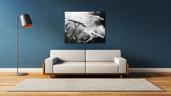 Impresi Obraz Černobílá luční květina - 90 x 70 cm