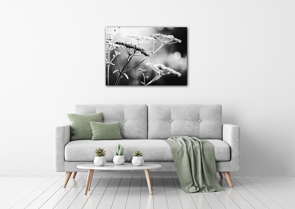 Impresi Obraz Černobílá luční květina - 70 x 50 cm