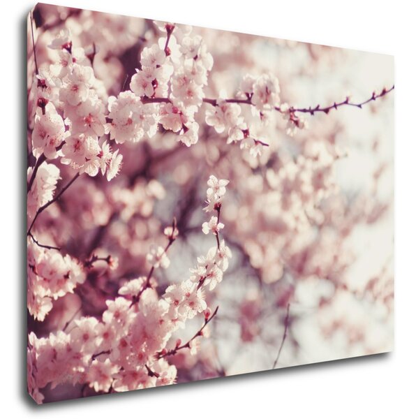 Impresi Obraz Světle růžové květy - 70 x 50 cm