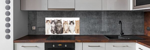 Dekorační panel sklo Šest koček pksh-57635875