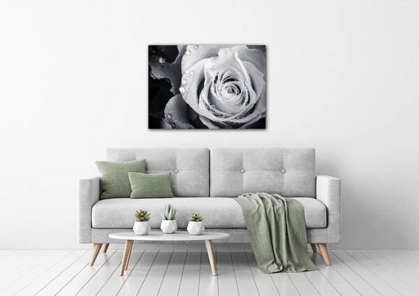 Impresi Obraz Černobílá růže s kapkami vody - 70 x 50 cm