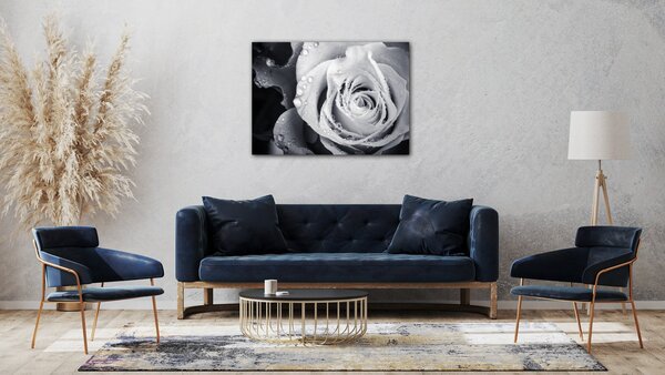 Impresi Obraz Černobílá růže s kapkami vody - 70 x 50 cm