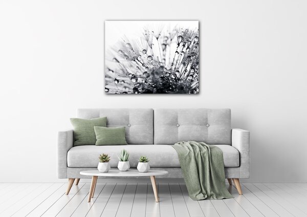 Impresi Obraz Pampeliška s kapkami vody - 90 x 70 cm