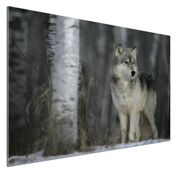 Dekorační panel sklo Šedý vlk pksh-57875164