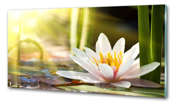 Dekorační panel sklo Vodní lilie pksh-58356953
