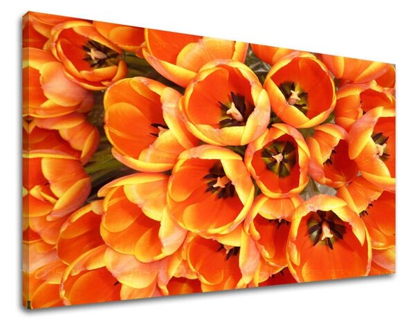 Obraz na stěnu KVĚTY TULIPÁNY - 20x30 cm