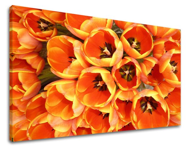 Obraz na stěnu KVĚTY TULIPÁNY - 20x30 cm