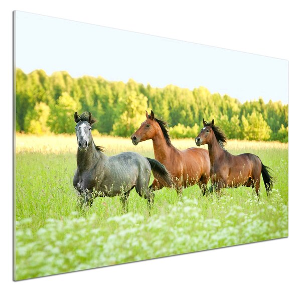 Panel do kuchyně Koně ve cvalu pksh-58845191