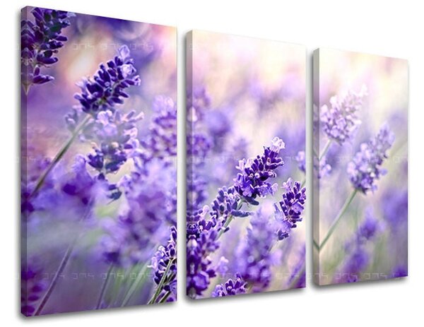 3dílný obraz na stěnu KVĚTINY - 60x40 cm