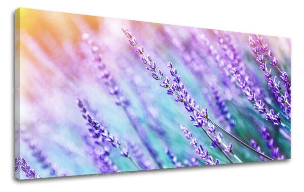 Obraz na stěnu PANORAMA KVĚTINY - 30x60 cm