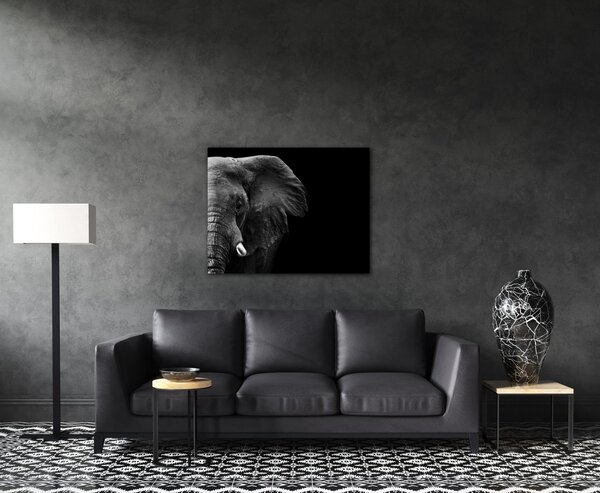 Impresi Obraz Slon na černém pozadí - 90 x 70 cm