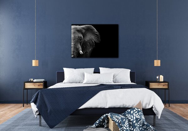 Impresi Obraz Slon na černém pozadí - 70 x 50 cm