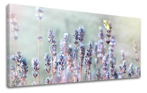 Obraz na stěnu PANORAMA KVĚTINY - 30x60 cm