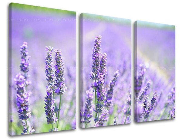 3dílný obraz na stěnu KVĚTINY - 60x40 cm