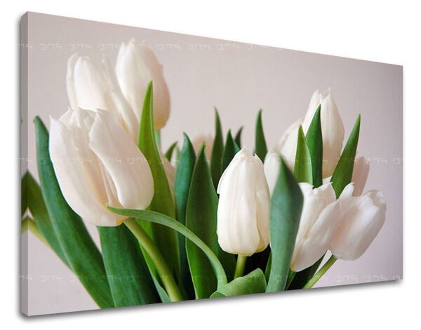 Obraz na stěnu KVĚTINY TULIPÁNY - 20x30 cm