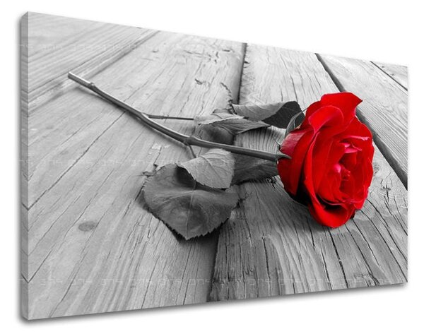 Obraz na stěnu KVĚTY RŮŽÍ - 20x30 cm