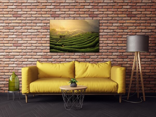 Impresi Obraz Východ slunce čajovníková plantáž - 60 x 40 cm
