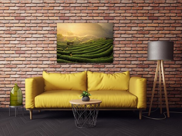 Impresi Obraz Východ slunce čajovníková plantáž - 70 x 50 cm