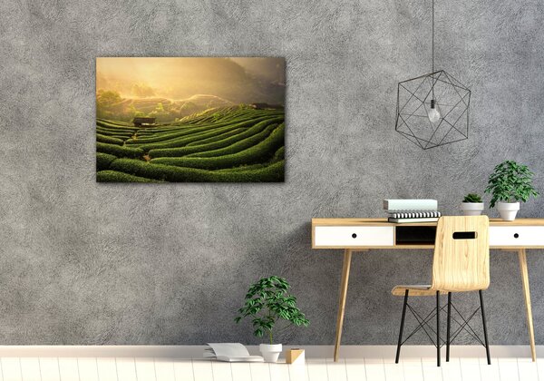 Impresi Obraz Východ slunce čajovníková plantáž - 60 x 40 cm