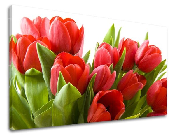 Obraz na stěnu KVĚTINY TULIPÁNY - 20x30 cm