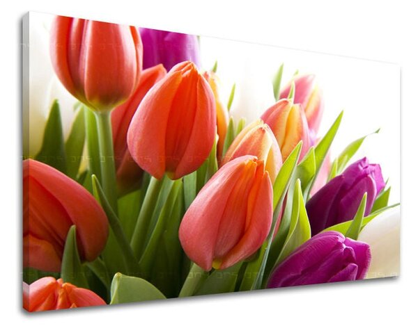 Obraz na stěnu KVĚTINY TULIPÁNY - 20x30 cm