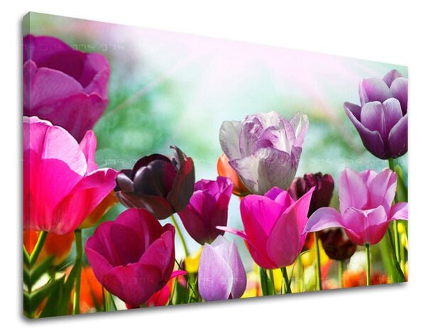 Obraz na stěnu KVĚTINY TULIPÁNY - 20x30 cm