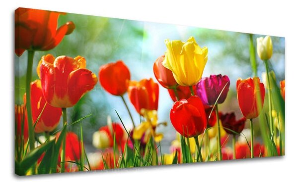 Obraz na stěnu Panorama KVĚTINY - 30x60 cm