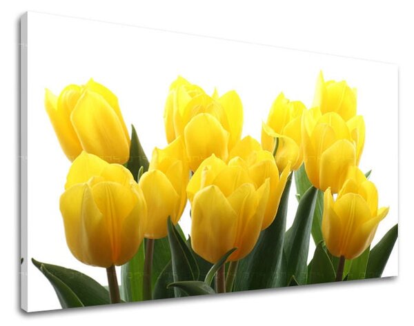 Obraz na stěnu KVĚTINY TULIPÁNY - 20x30 cm